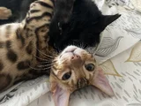 Simba The Bengal