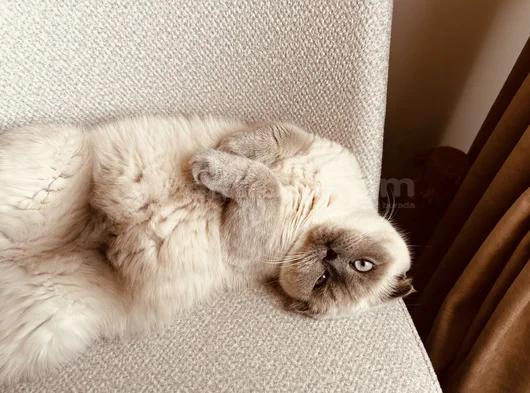British Shortair Blue Point Ve Gri Kedi görsel
