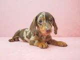 CHOCOLATE MERLE DACSHUND AŞILI A KALİTE YAVRUMUZ
