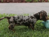 Chocolate Merle Dacshund Aşili A Kali̇te Yavrumuz