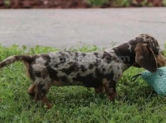 Chocolate Merle Dacshund Aşili A Kali̇te Yavrumuz görsel
