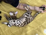 Simba The Bengal