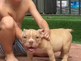 American Bully Exotic Erkek