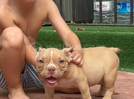 American Bully Exotic Erkek