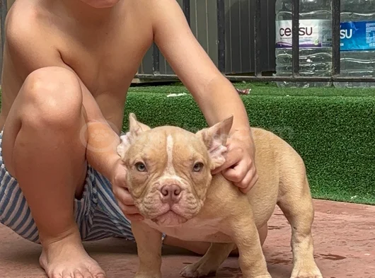 American Bully Exotic Erkek görsel