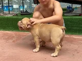 American Bully Exotic Erkek