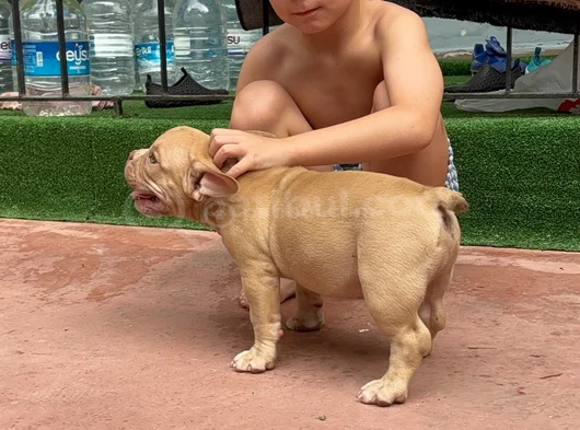 American Bully Exotic Erkek görsel