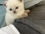 British Shortair Blue Point Ve Gri Kedi