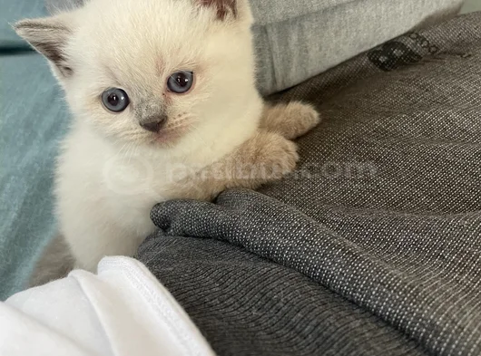 British Shortair Blue Point Ve Gri Kedi görsel