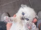 British Shortair Blue Point Ve Gri Kedi