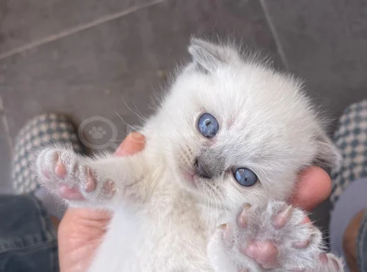 British Shortair Blue Point Ve Gri Kedi görsel