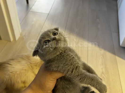 British Shortair Blue Point Ve Gri Kedi görsel