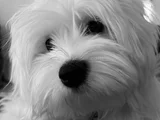 Maltese kızıma eş