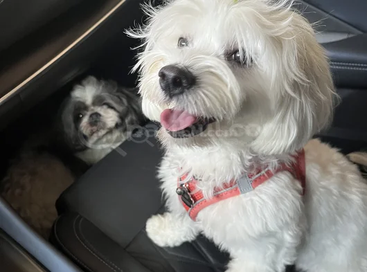 Maltese Kızıma Eş görsel