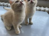 Golden British Shorthair  Dişi-Erkek Yavrular