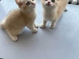Golden British Shorthair  Dişi-Erkek Yavrular