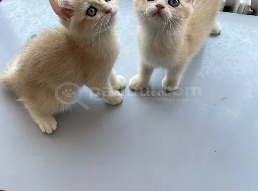 Golden British Shorthair  Dişi-Erkek Yavrular görsel
