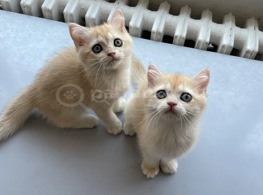 Golden British Shorthair  Dişi-Erkek Yavrular