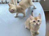 Golden British Shorthair  Dişi-Erkek Yavrular