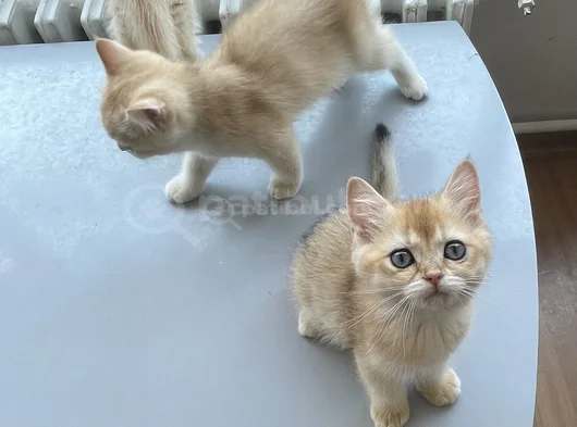 Golden British Shorthair  Dişi-Erkek Yavrular görsel