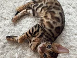 Simba the Bengal
