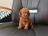Aci̇l Toy Poodle