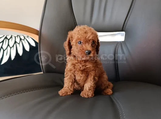 Aci̇l Toy Poodle görsel