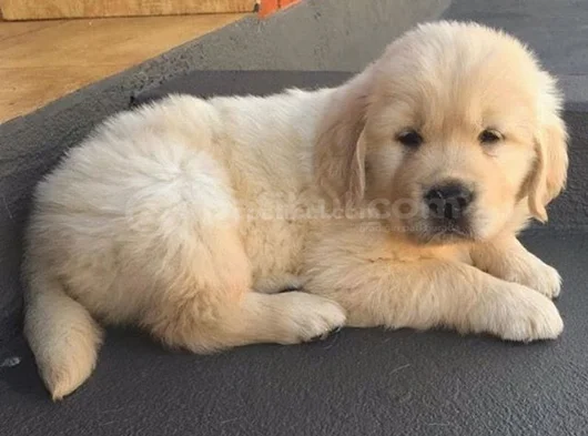 Üst Kali̇te Golden Bebekler görsel
