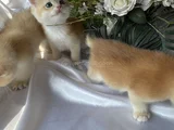 Golden British Shorthair  Dişi-Erkek Yavrular
