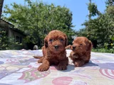 Safkan Red Brown Poodle Yavrular En Özeli En Uygunu