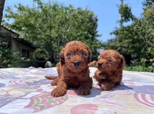 Safkan Red Brown Poodle Yavrular En Özeli En Uygunu görsel