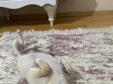 İnsan Canlısı Ömürlük Dost