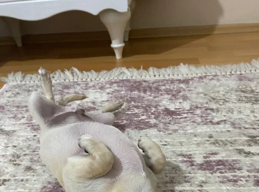 İnsan Canlısı Ömürlük Dost görsel