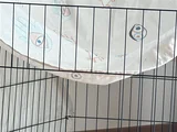 3 Aylık Dişi Pomeranian