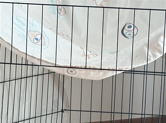 3 Aylık Dişi Pomeranian görsel