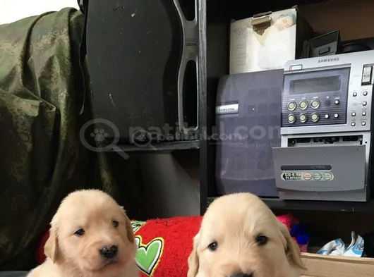 Koca Kafa Baby Face Golden Bebekler görsel