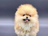POMERANIAN BOO AYI SURAT