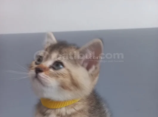 Biritish Yavrularım Yuvalarına Gitmeye Hazır görsel