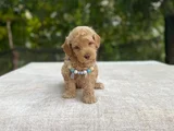 Ai̇leye Uyumlu Sevi̇mli̇ Malti̇poo