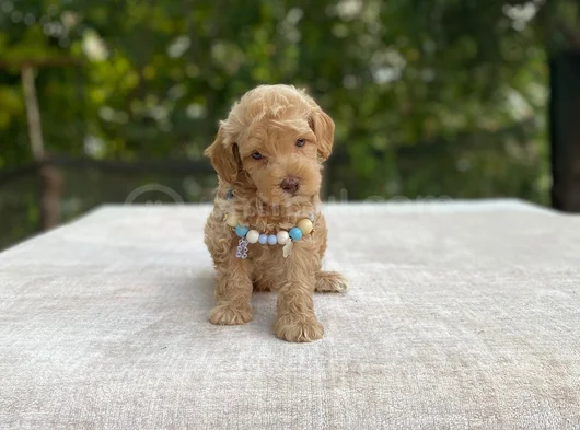 Ai̇leye Uyumlu Sevi̇mli̇ Malti̇poo görsel