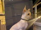 İnsan Canlısı Ömürlük Dost
