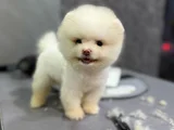 Pamuk Gi̇bi̇ Pomeranian Yavrular