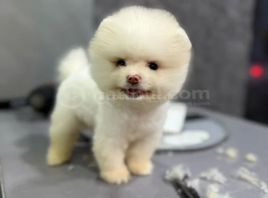 Pamuk Gi̇bi̇ Pomeranian Yavrular görsel