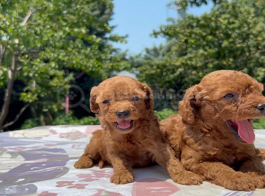 Safkan Red Brown Poodle Yavrular En Özeli En Uygunu görsel
