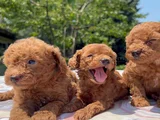 Safkan Red Brown Poodle Yavrular En Özeli En Uygunu