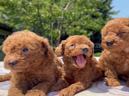 Safkan Red Brown Poodle Yavrular En Özeli En Uygunu görsel