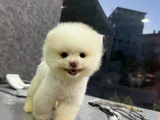 Pamuk Gi̇bi̇ Pomeranian Yavrular