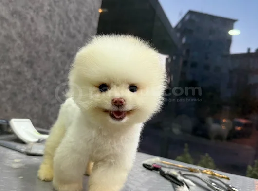 Pamuk Gi̇bi̇ Pomeranian Yavrular görsel