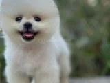 PAMUK GİBİ POMERANIAN YAVRULAR