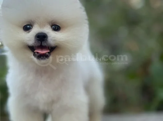 Pamuk Gi̇bi̇ Pomeranian Yavrular